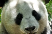 パンダ つむじ 場所 どこ